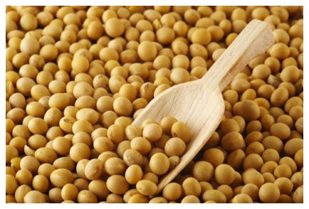 Oil Seeds Manufacturer Supplier Wholesale Exporter Importer Buyer Trader Retailer in Rajkot  India